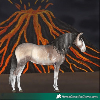 Horse Color:Liver Red Onyx Sabino Splash 