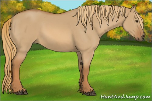 Horse Color:Red Dun
