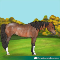 Horse Color:Bay Rabicano 