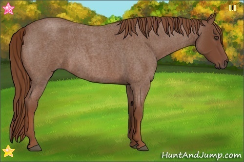 Horse Color:Red Roan 