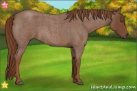 Horse Color:Red Roan