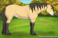 Horse Color:Buckskin 