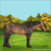 Horse Color:Buckskin 