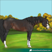 Horse Color:Brown 