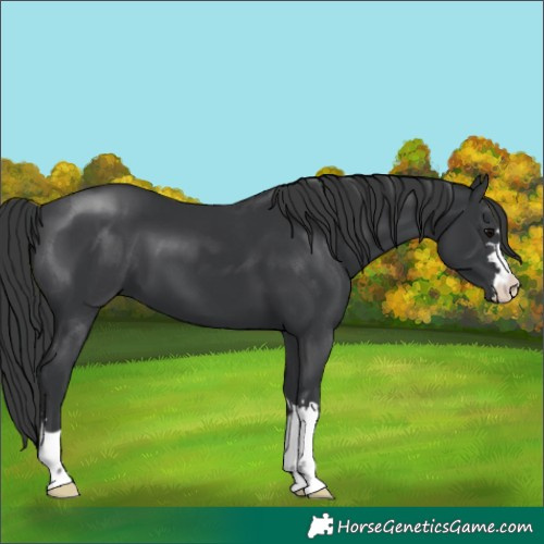 Horse Color:Black 