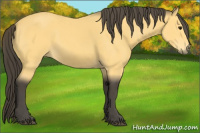Horse Color:Buckskin 