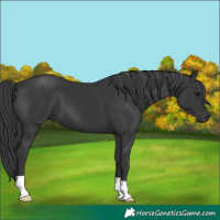 Horse Color:Black 