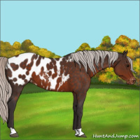 Horse Color:Silver Brown Appaloosa 