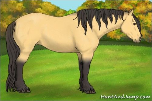 Horse Color:Buckskin