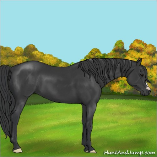 Horse Color:Black 