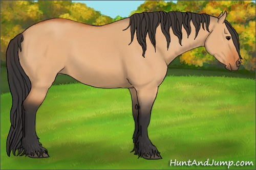 Horse Color:Bay Dun