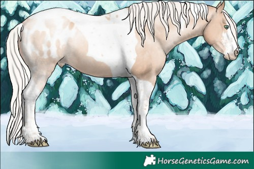 Horse Color:White Spotted Chocolate Silver Sable Champagne Pearl Tobiano Appaloosa Rabicano 