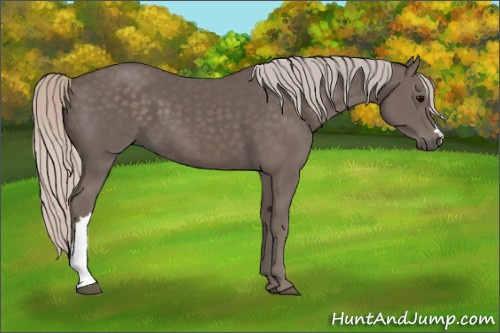 Horse Color:Silver Black 