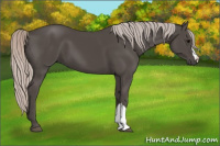 Horse Color:Silver Black 