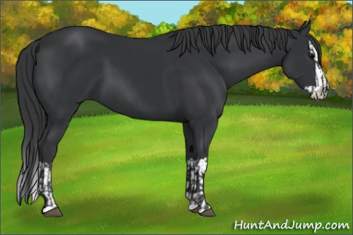 Horse Color:Black  and Black Splash 