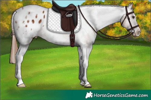 Horse Color:White Spotted Chestnut Tobiano Appaloosa Rabicano 