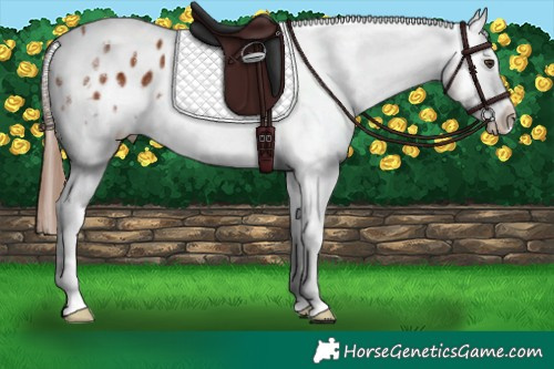 Horse Color:White Spotted Chestnut Tobiano Appaloosa Rabicano