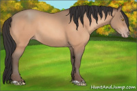 Horse Color:Amber Champagne 