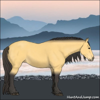 Horse Color:Buckskin 