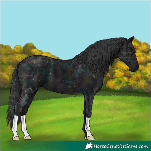 Horse Color:Midnight Black Ice 