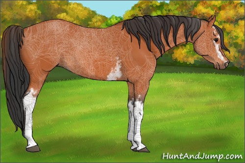 Horse Color:White Spotted Bay 