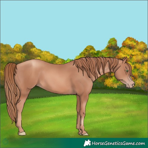 Horse Color:Gold Champagne Rabicano