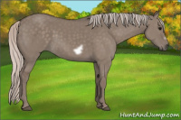 Horse Color:Silver Grullo Frame Rabicano 