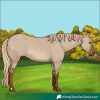 Horse Color:Red Dun 