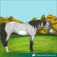 Horse Color:Grullo Roan Frame Rabicano 