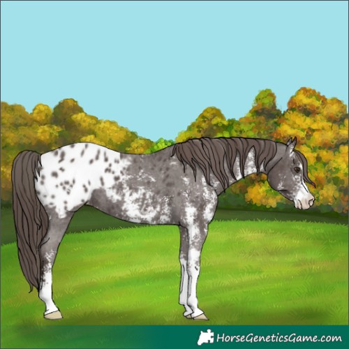 Horse Color:Liver Chestnut Sabino Appaloosa 
