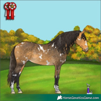 Horse Color:White Spotted Buckskin Rabicano 