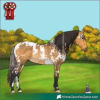 Horse Color:White Spotted Buckskin Rabicano 