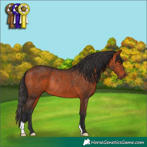 Horse Color:Bay Rabicano 