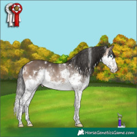 Horse Color:White Spotted Bay Splash Rabicano