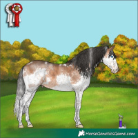 Horse Color:White Spotted Bay Splash Rabicano 