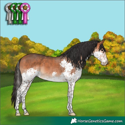 Horse Color:Bay Splash 