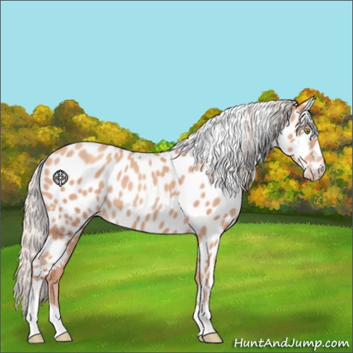Horse Color:Silver Amber Champagne Appaloosa 