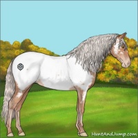 Horse Color:Silver Sable Champagne Near Fewspot 