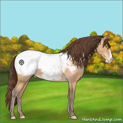 Horse Color:Amber Champagne Appaloosa 