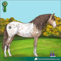 Horse Color:Amber Champagne Appaloosa 