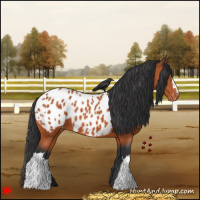 Horse Color:Bay Appaloosa