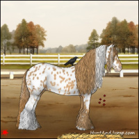 Horse Color:White Spotted Chestnut Appaloosa 