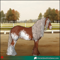 Horse Color:White Spotted Chestnut 
