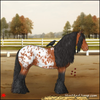 Horse Color:White Spotted Bay Appaloosa 