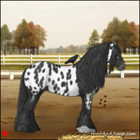 Horse Color:Black Near Leopard 