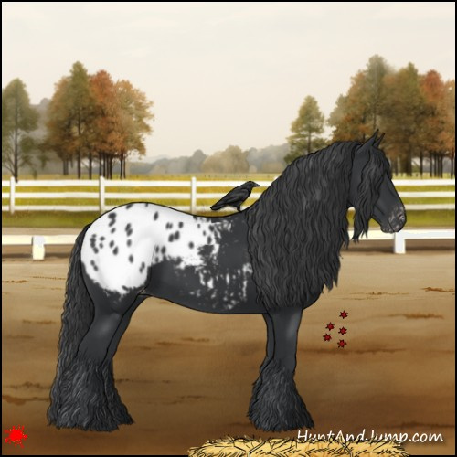 Horse Color:Black Appaloosa 