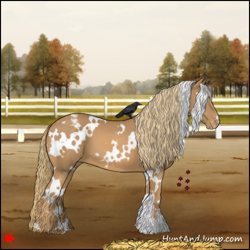 Horse Color:White Spotted Chestnut Appaloosa 