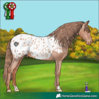 Horse Color:Gold Champagne Appaloosa