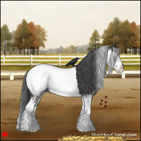 Horse Color:White Spotted Black Near Fewspot 