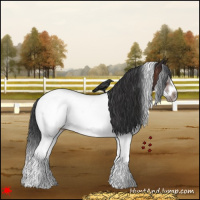 Horse Color:White Spotted Bay Tobiano Frame Appaloosa 